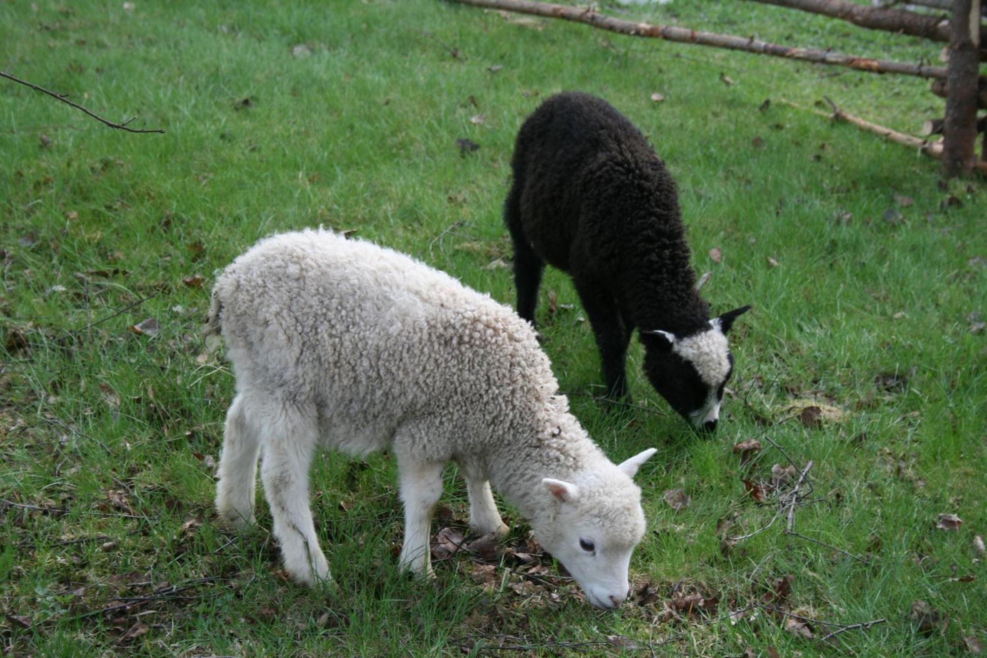 Farm stay Valkeisen Loma Ahtari