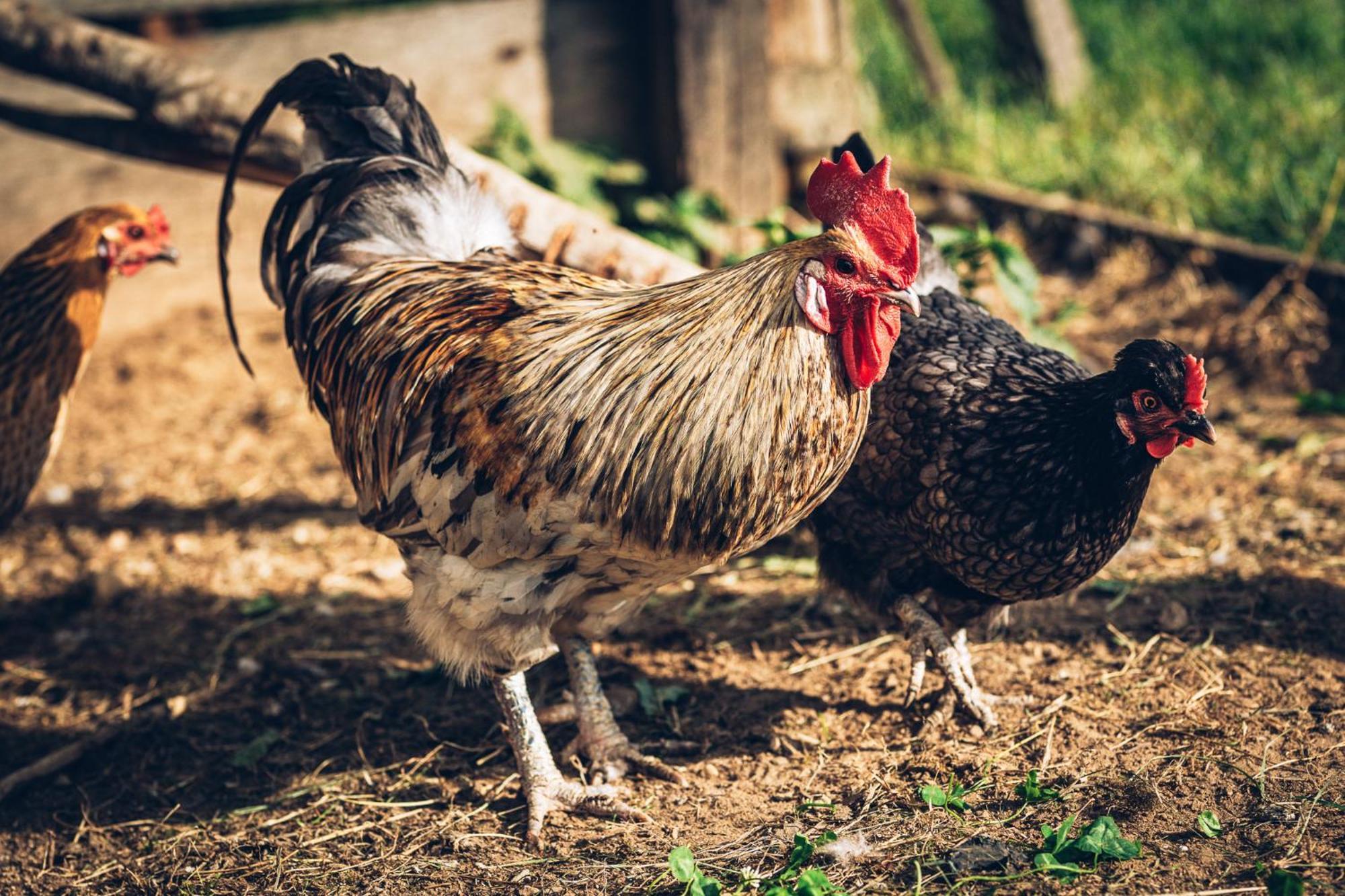 Farm stay Valkeisen Loma Ahtari